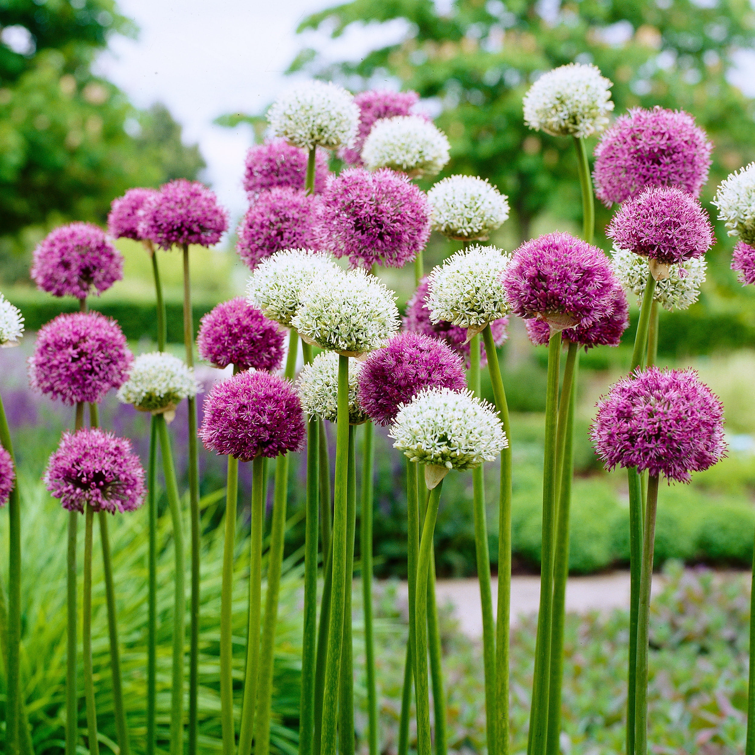 Garden State Bulb Wild About Mixed Allium Flower Bulbs, 10/12cm (Bag of 100)