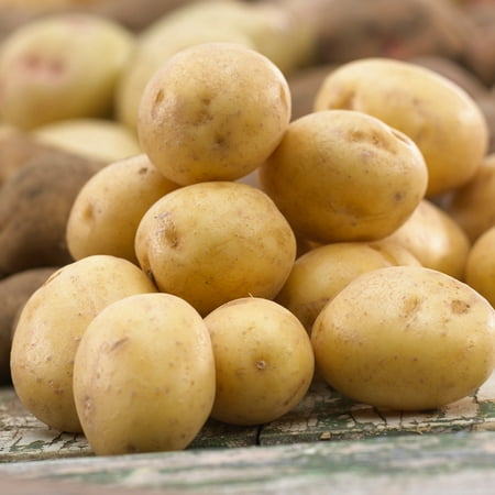 Garden State Bulb Yukon Gold Seed Potatoes for Planting, Non-GMO (5LB Bag)