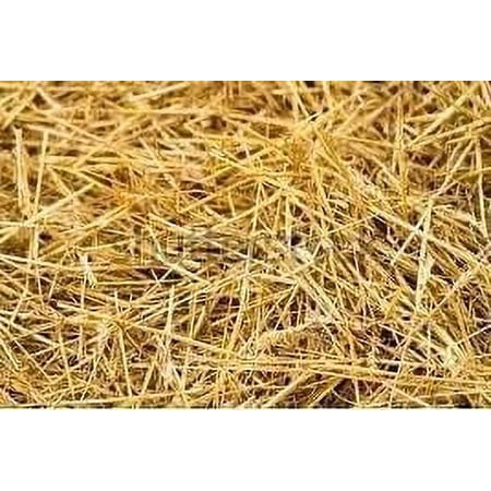 Garden Straw (4 LBS) - Straw Mulch That is Designed for Use in Compost Beds, Gardens, Pet Bedding, Lawns  Much More. by