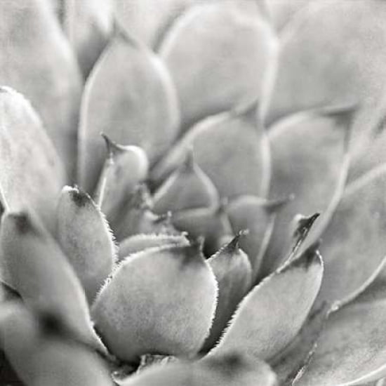 Garden Succulent I Canvas Art - Laura Marshall (24 x 24)