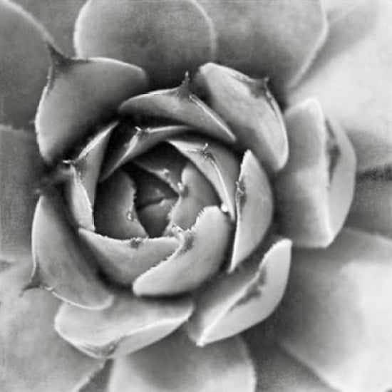 Garden Succulent II Canvas Art - Laura Marshall (24 x 24)