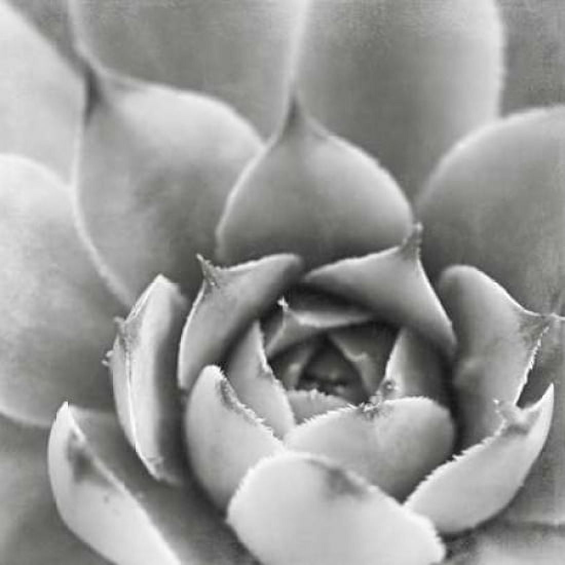 Garden Succulent III Canvas Art - Laura Marshall (24 x 24)