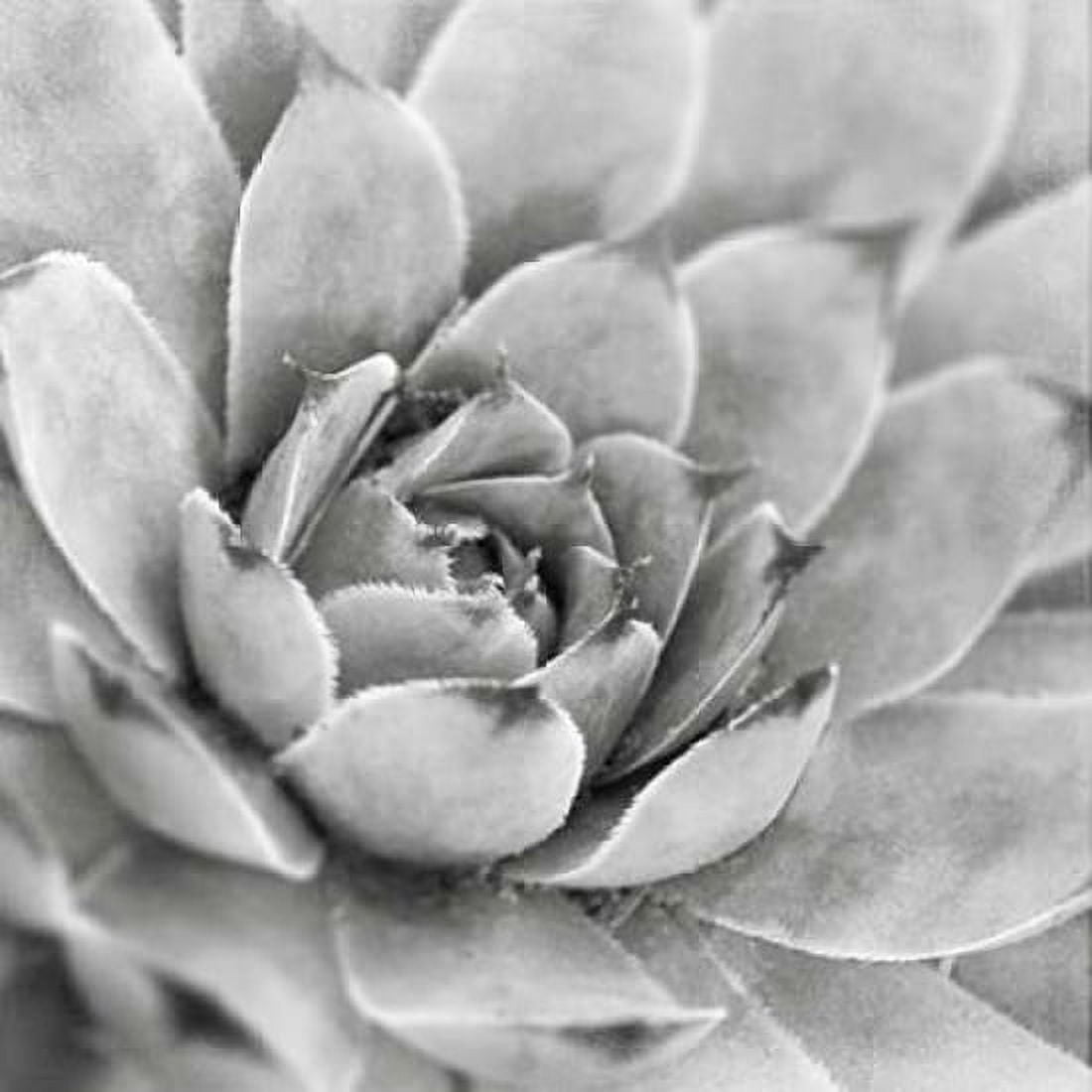 Garden Succulent IV Canvas Art - Laura Marshall (24 x 24)