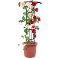 Garden Trellis For Climbing Plants, Gardening Plant Rack For Climbing