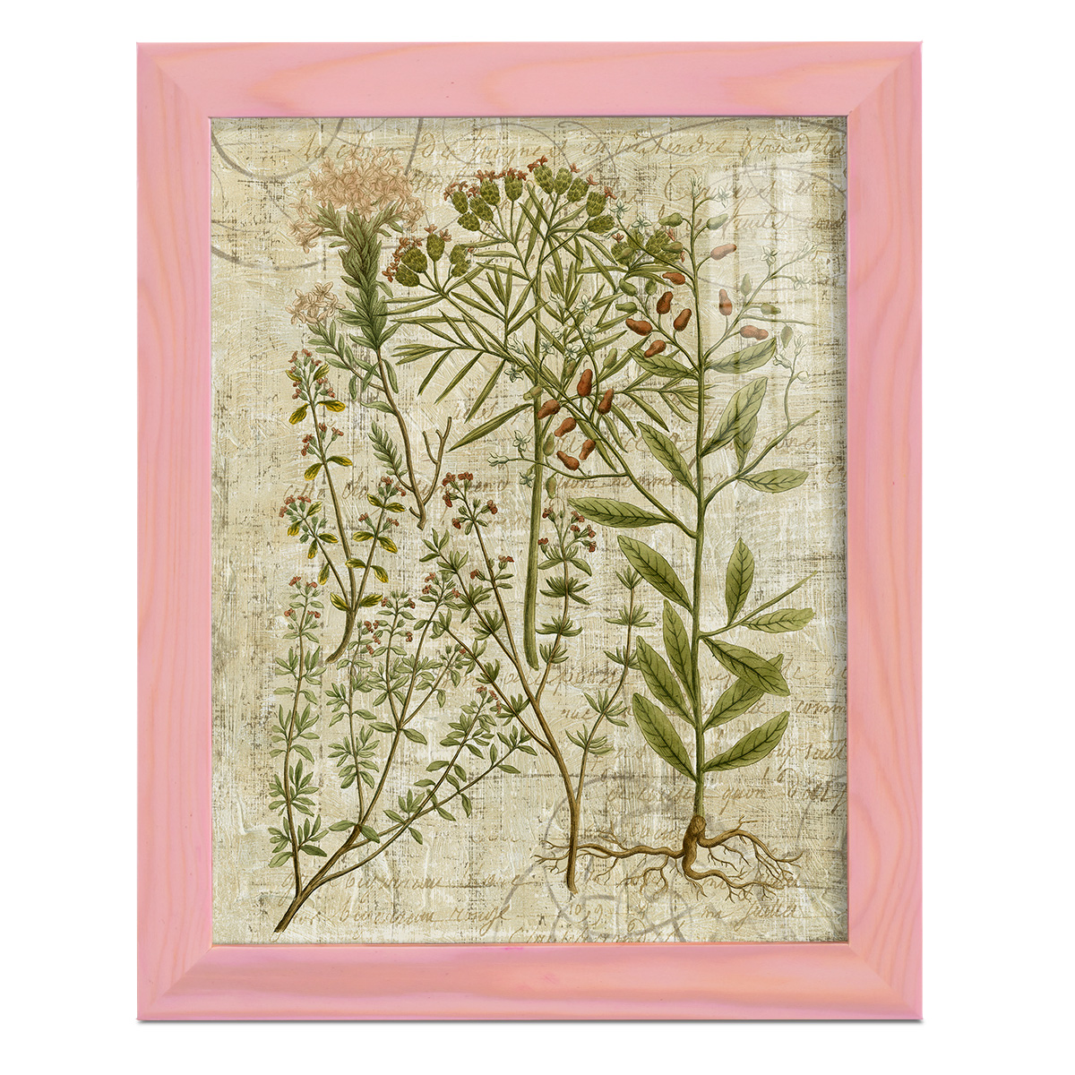 Garden Verses I -Framed Print w/glass-Sunset Pink