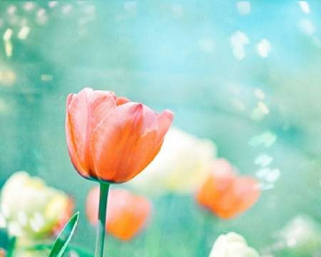 Garden of Dreams Canvas Art - Carolyn Cochrane (24 x 30)
