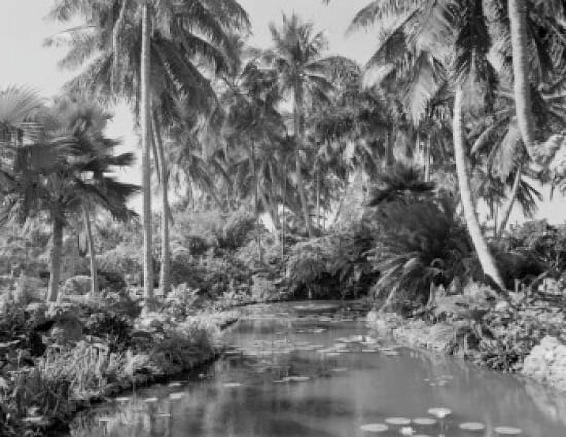 Garden with water lilies and palm trees Canvas Art - (18 x 24)