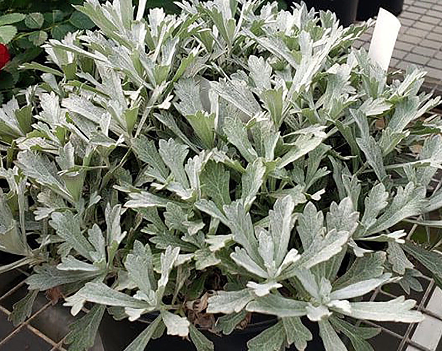 GardenGhost™ Perennial Plant - Artemisia - Live Plant - Gallon Pot