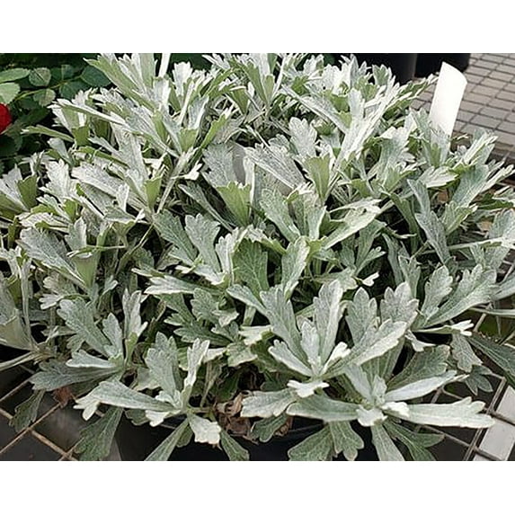 GardenGhost™ Perennial Plant - Artemisia - Live Plant - Gallon Pot