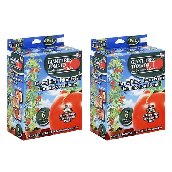 Spring River Nurseries -Gardener's Choice Giant Tree Tomato Small Outdoor Garden- 12 Pre-Seeded Pots