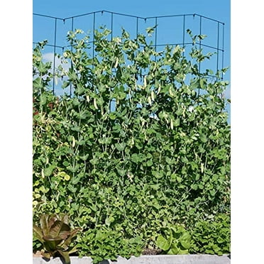 Gardener's Supply Company Sturdy Expandable Pea Trellis for Climbing Plants | Multi-Use Heavy Duty Outdoor Garden Peas, Tomato, Cucumber Plant Support | Powder-Coated Steel, 9'-3" L x 64" H - Green
