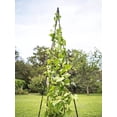 thumbnail image 1 of Gardener's Supply Company Titan Teepee 82" Steel Trellis, 1 of 7
