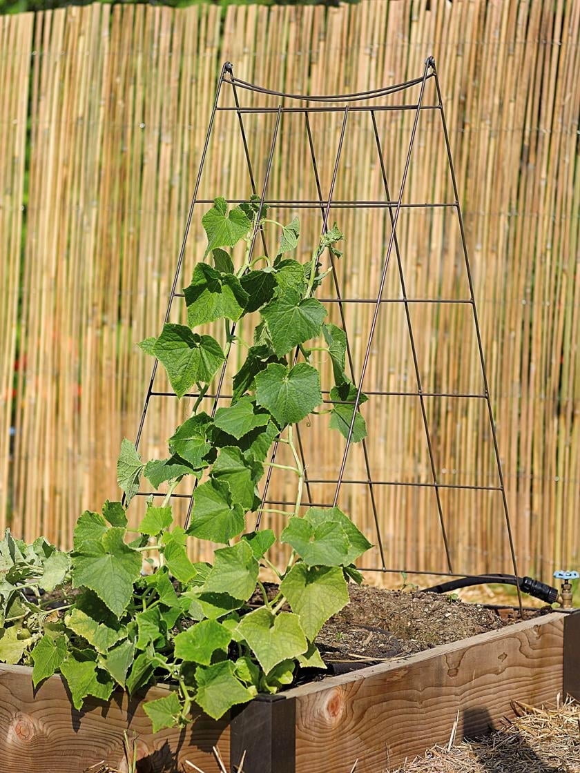 Matte Black Metal A-Frame Garden Trellis for Vining Plants