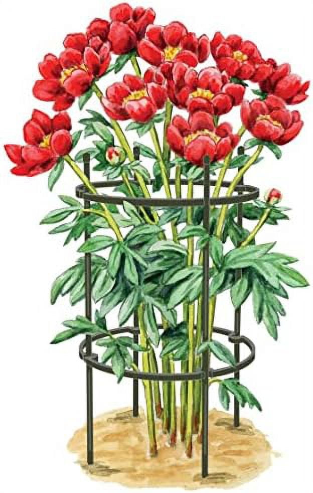 Gardeners Peony Support Plant Stakes Made With Durable Metal And ethylene Frame To Withstand