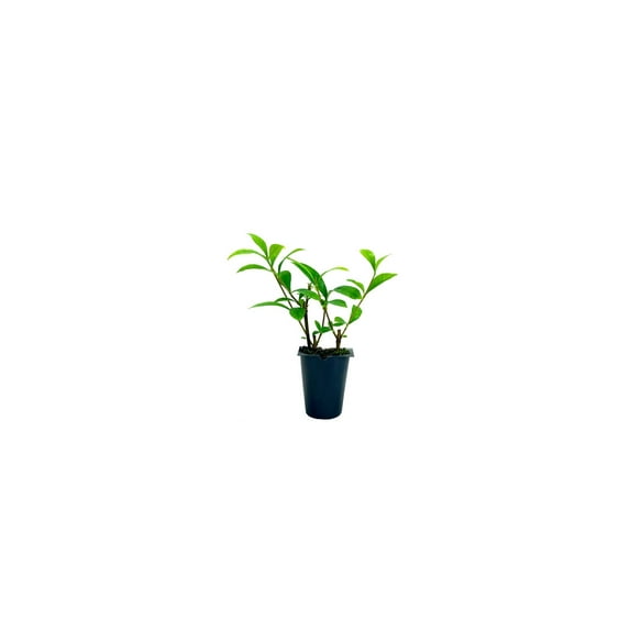 Gardenia August Beauty 40 Live Plants Gardenia Jasminoides Beautiful Fragrant White Blooming Shrub