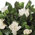 thumbnail image 1 of Gardenia Belmont  1 Extra Large 3 Gallon Plant  Gardenia Augusta 'Belmont'  Lush Blooming  Evergreen Elegance, 1 of 6
