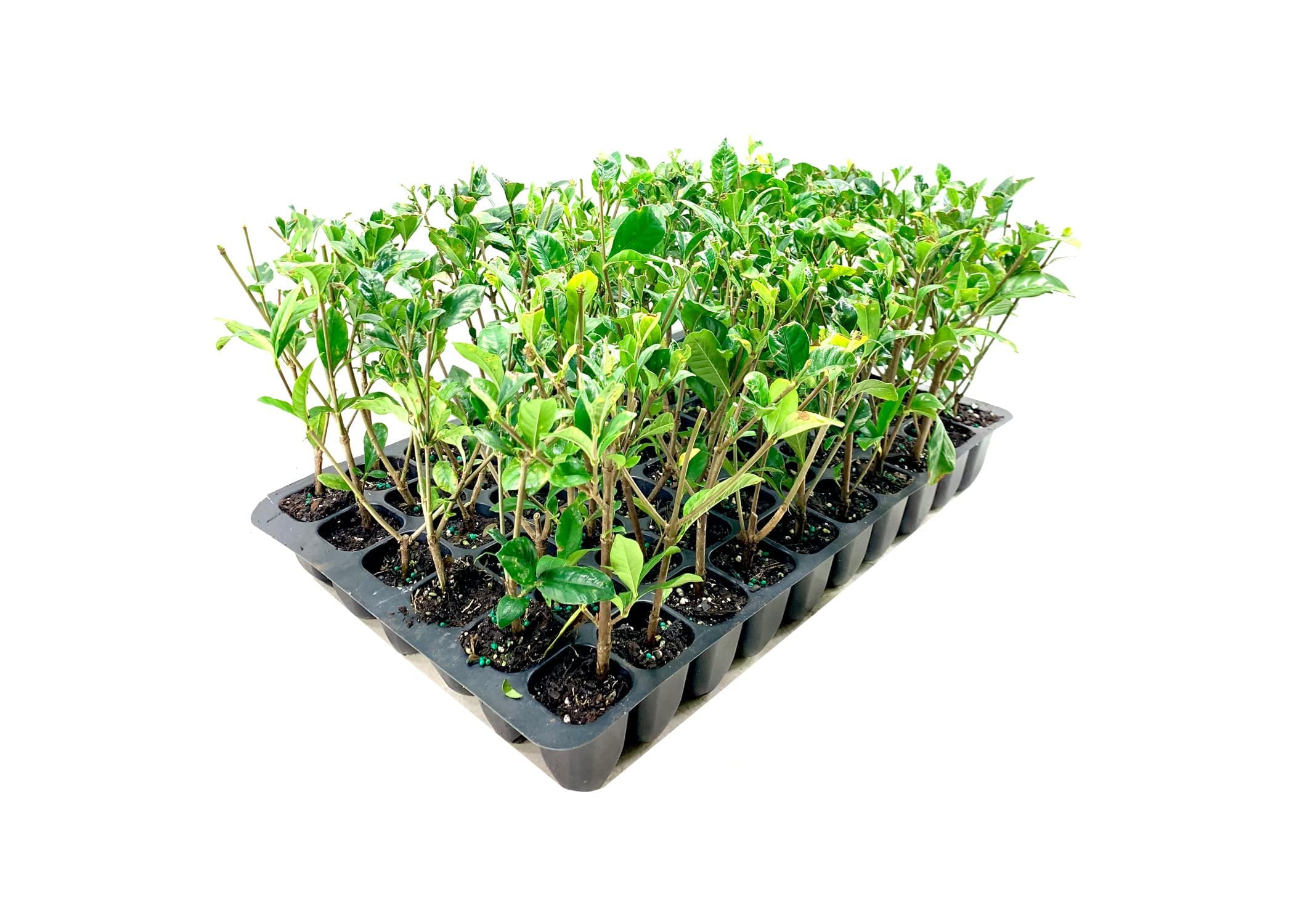 Gardenia Belmont  3 Live Plants  Jasminoides Cape Jasmine  Fragrant Blooming Ornamental Shrub