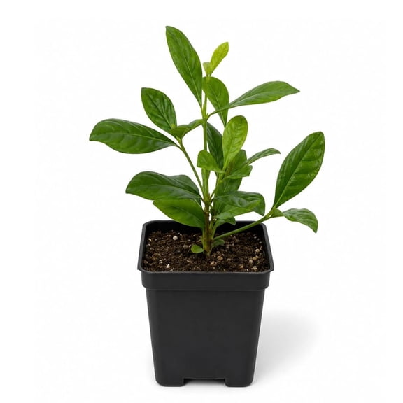Gardenia Bush - Single - 3 Inch Pot - Gardenia Jasminoides