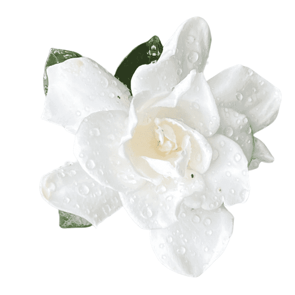 Gardenia Cold Hardy Live Shrubs, Double White Blooms, Evergreen Fragrant