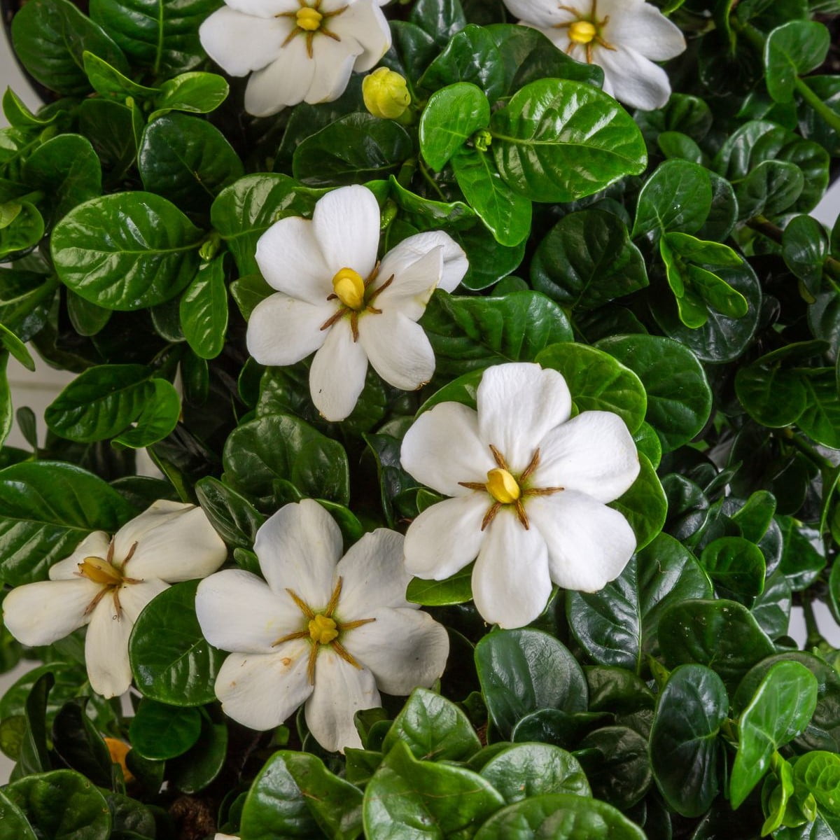 2.5 Quart Upright Evergreen Gardenia with Fragrant White Blooms