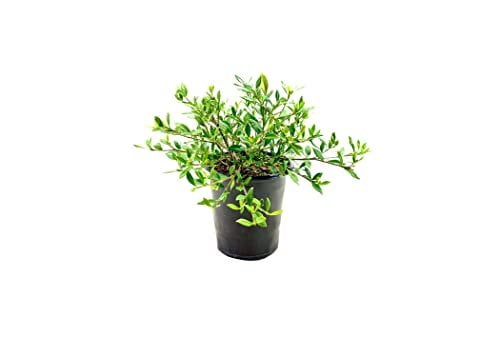 Gardenia Dwarf Radicans  2 Large Gallon Size Plants  Fragrant Blooming Shrub  Gardenia Jasminoides Cape Jasmine