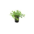 thumbnail image 1 of Gardenia Dwarf Radicans  2 Large Gallon Size Plants  Fragrant Blooming Shrub  Gardenia Jasminoides Cape Jasmine, 1 of 9