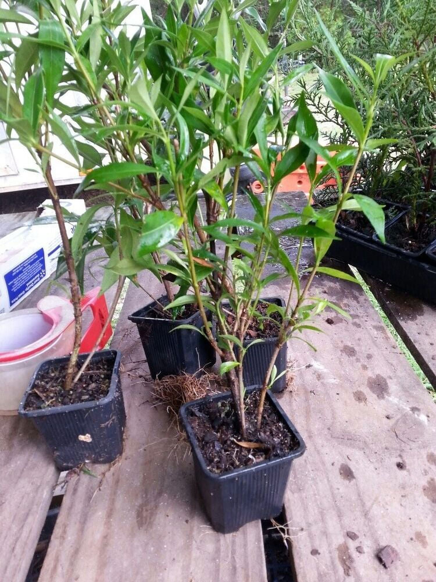 Gardenia, Frost Proof, Flowering evergreen shrub, FREE shipping