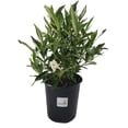 thumbnail image 1 of Gardenia, Frost Proof White Flower, Gallon Pot, 1 of 4
