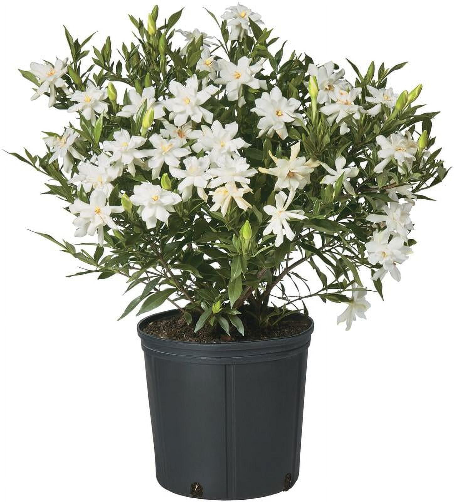 2.25 Gallon Frostproof Gardenia Shrub with White Fragrant Blooms