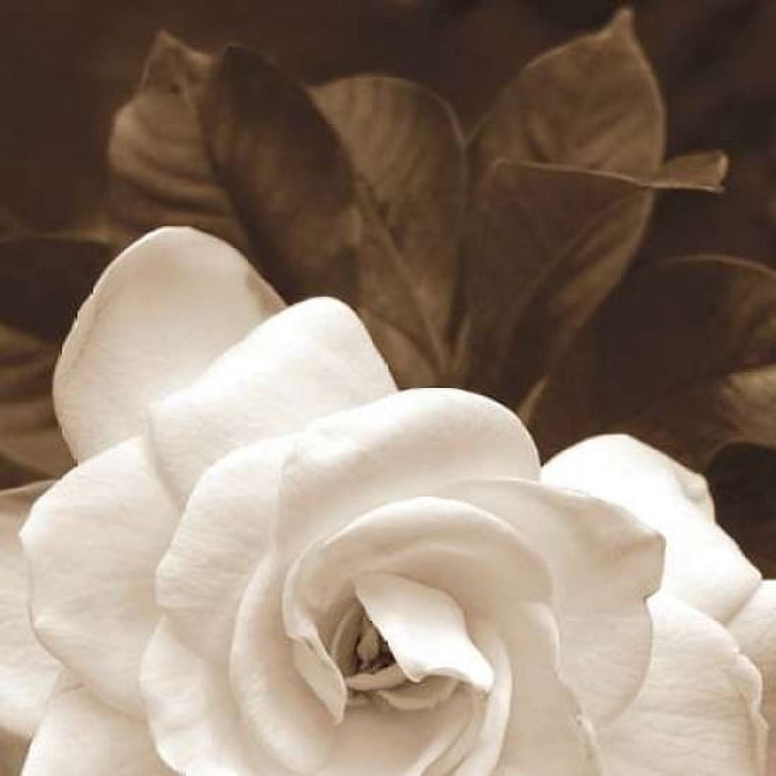 Gardenia Garden Canvas Art - Rebecca Swanson (24 x 24)