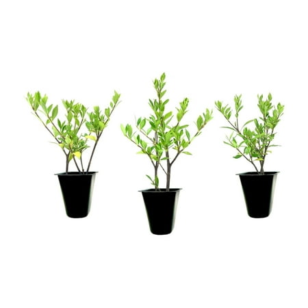 Gardenia Radicans Dwarf 10 Live Plants Fragrant Blooming Shrub Gardenia Jasminoides Cape Jasmine