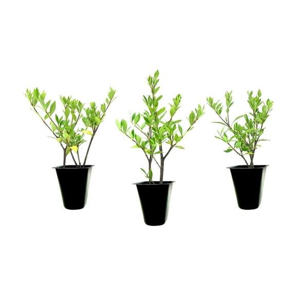 Gardenia Radicans Dwarf 3 Live Plants Fragrant Blooming Shrub Gardenia Jasminoides Cape Jasmine