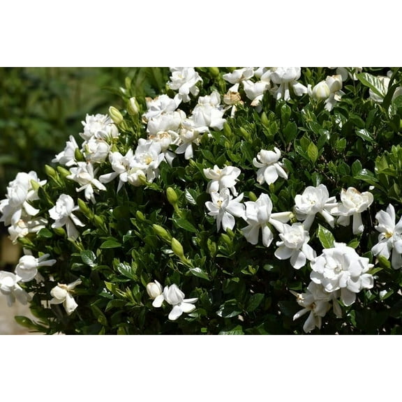 Gardenia Veitchii  2 Extra Large 3 Gallon Plants  Gardenia jasminoides 'Veitchii'  Fragrant Blooms  Lush Foliage