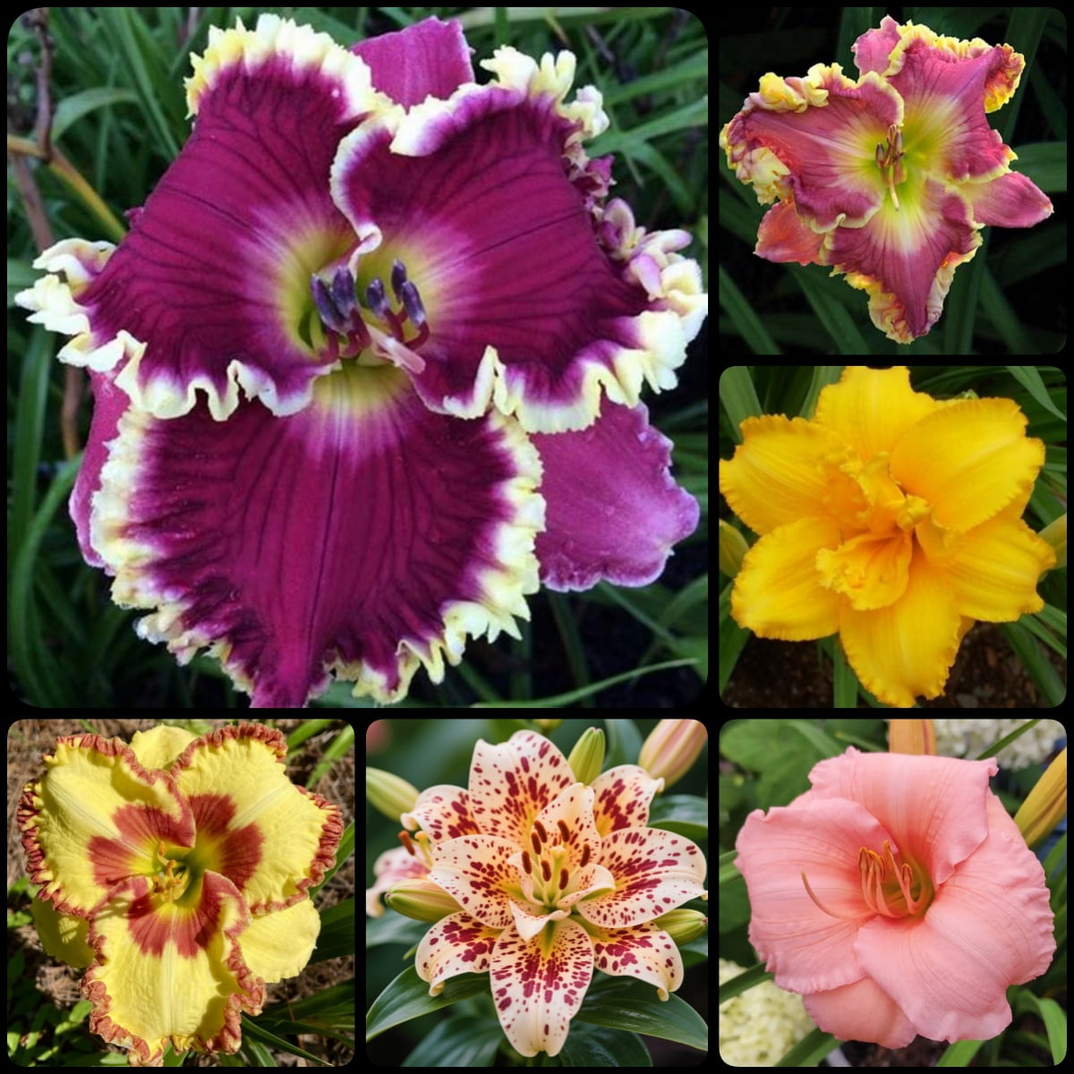 Gardening--Daylily Bulbs-6Bulbs--Suitable for planting--Simply ...