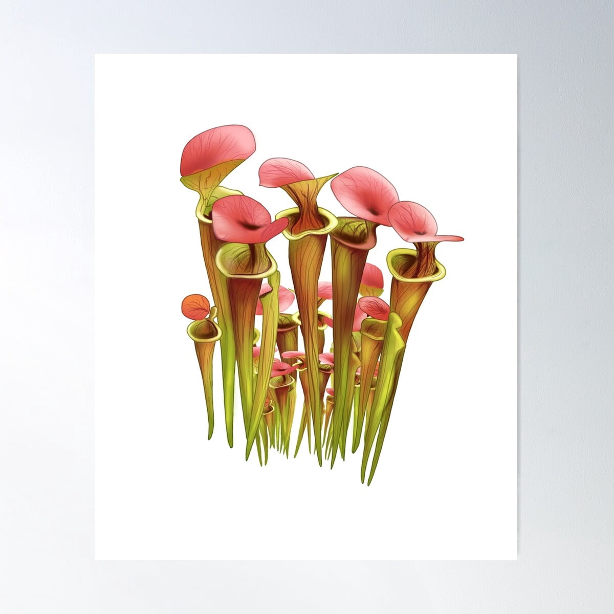 Gardening Sarracenia Pitcher Plant Carnivorous Plant Poster Wall Art ...