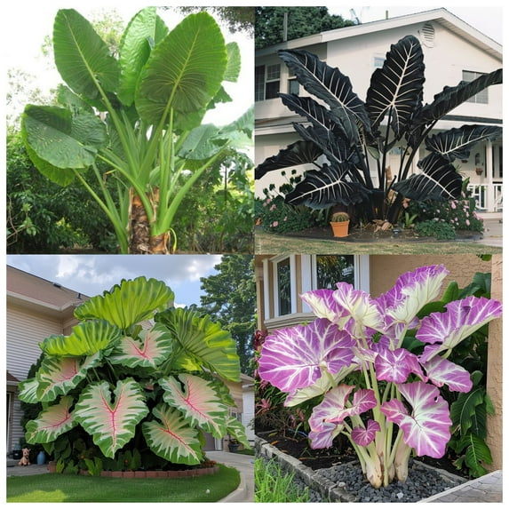 Gardening Treasures,Elephant Ear For Planting,Visual Attraction,Professional Planting,Decoration,Perennial.