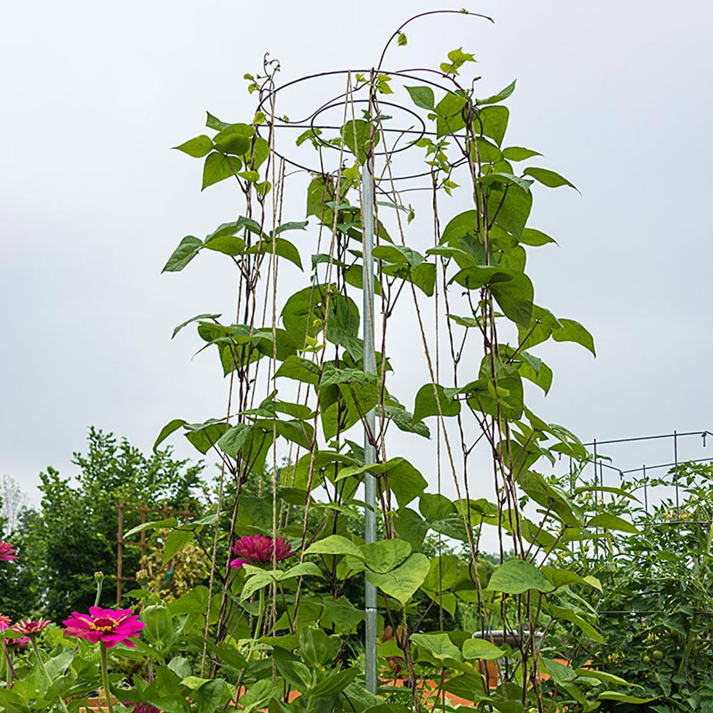 Galvanized Steel 6 ft Tall Plant Support Cage for Beans