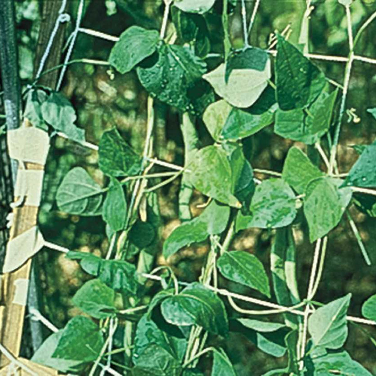 Gardens Alive! Nylon Vegetable Trellis - Great for supporting all vining veggies - 5 ft x 15 ft