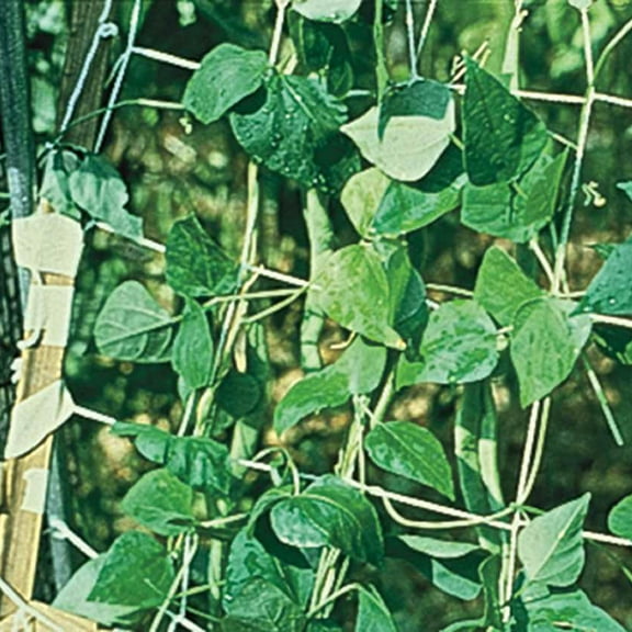 Gardens Alive! Nylon Vegetable Trellis - Great for supporting all vining veggies - 5 ft x 15 ft
