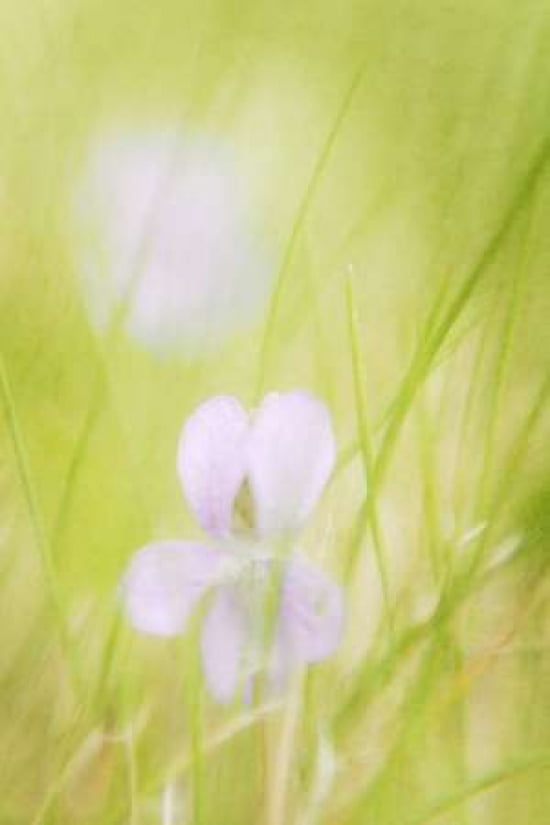 Gardens in the Grass Canvas Art - Roberta Murray (24 x 36)