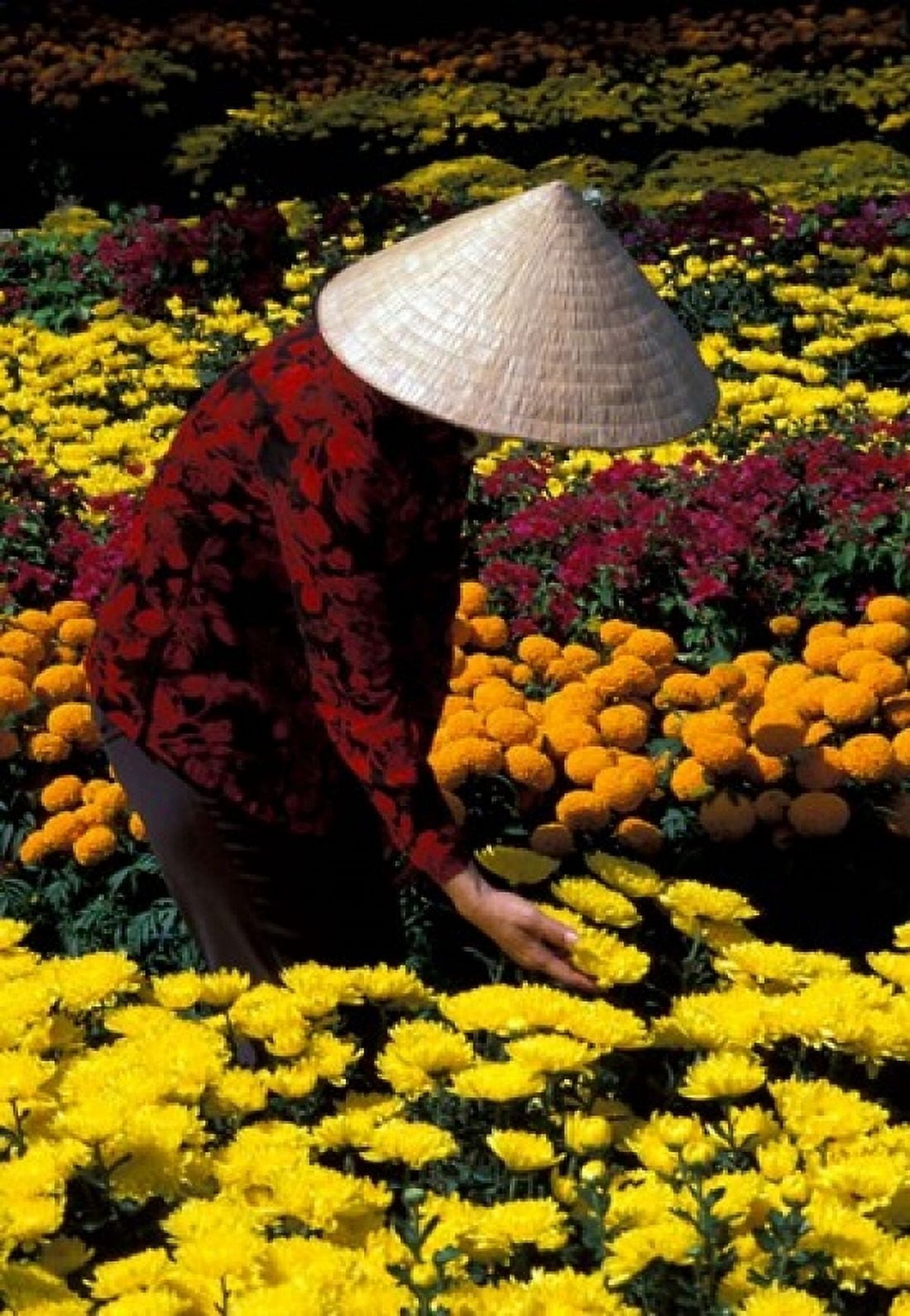 Gardens with Woman in Straw Hat Mekong Delta Vietnam Canvas Art - Bill Bachmann DanitaDelimont (24 x 36)