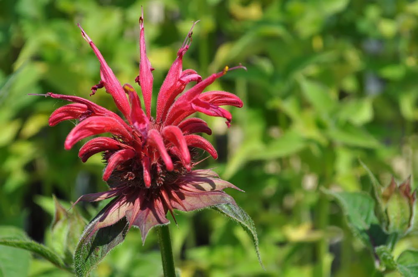 Gardenview Scarlet Bee Balm Perennial - Monarda - Quart Pot - Walmart.com