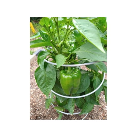 Gardinnovations Pep-Up Pepper Support Live Plants (6 Count)