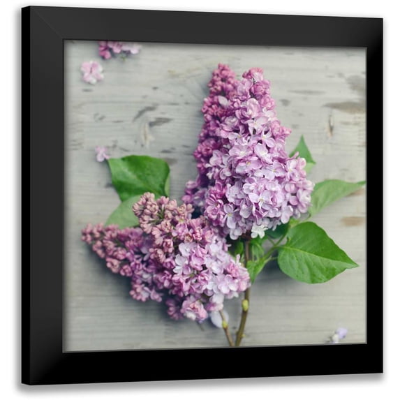 Gardner, Sarah 15x15 Black Modern Framed Museum Art Print Titled - Fresh Lavender Blooms