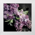 thumbnail image 1 of Gardner, Sarah 26x26 White Modern Wood Framed Museum Art Print Titled - Fresh Evening Bloom, 1 of 4