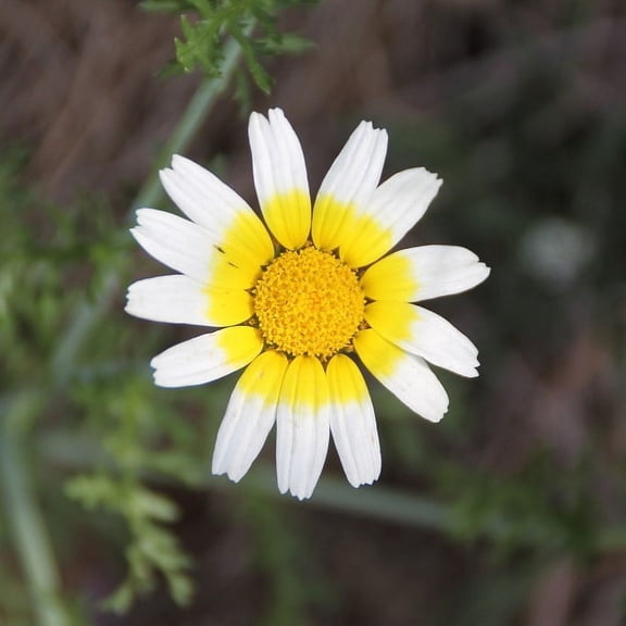 Garland Daisy 200 Seeds Newly Harvested, Each Bloom Looks Like Sunshine