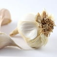 thumbnail image 1 of Garlic - 3 Bulbs per Pack - Grow an Edible Garden - Ready to Plant Live Bulbs, 1 of 3