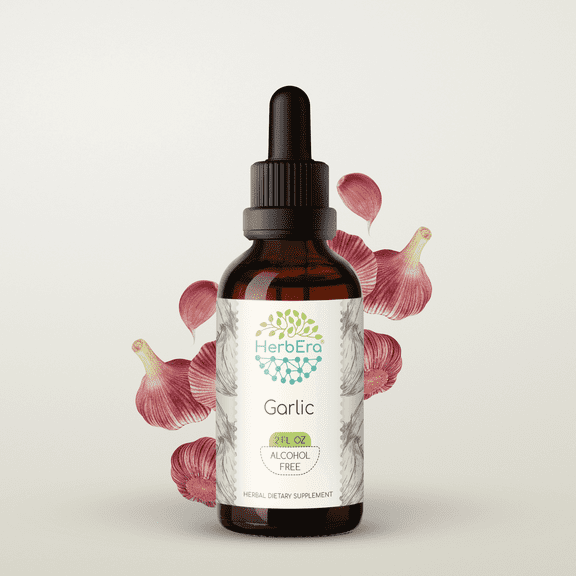HerbEra Garlic Tincture, Herbal Dietary Supplement for Immune Support, Garlic (Allium sativum) Dried Bulb Extract, Natural, Alcohol-Free, Drops 2 oz