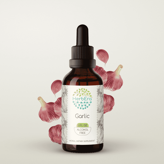 HerbEra Garlic Tincture, Herbal Dietary Supplement for Immune Support, Garlic (Allium sativum) Dried Bulb Extract, Natural, Alcohol-Free, Drops 2 oz