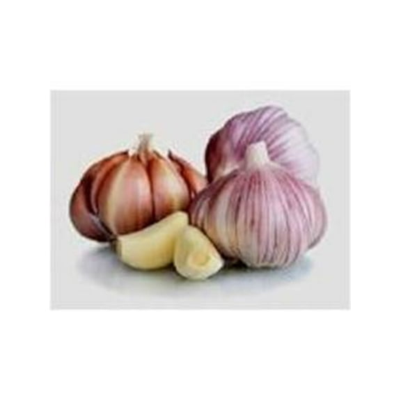 Purple Garlic Bulb (8 Ounce Pack), Fresh Siberian HARDNECK Garlic Bulb for Planting and Growing Your OWN Garlic OR Eating